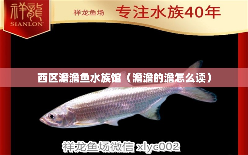 西区澹澹鱼水族馆（澹澹的澹怎么读） 全国水族馆企业名录