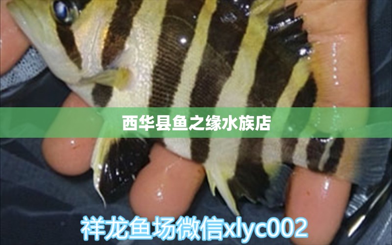 西华县鱼之缘水族店