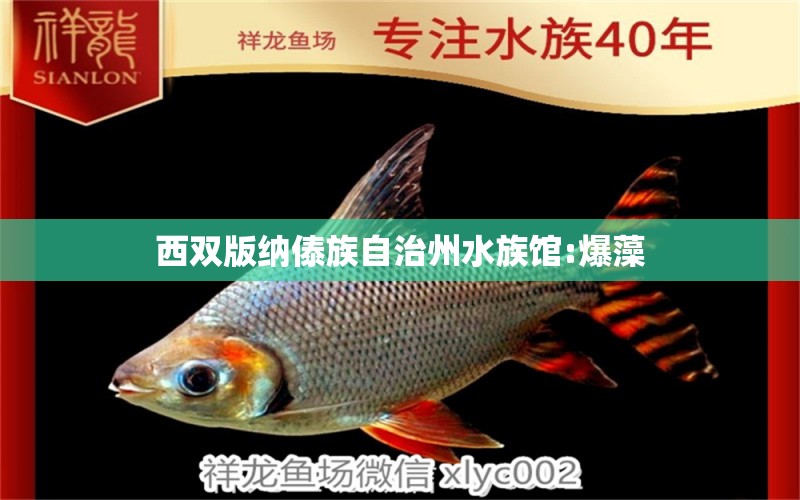 西双版纳傣族自治州水族馆:爆藻 定时器/自控系统 第2张