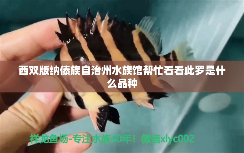 西双版纳傣族自治州水族馆帮忙看看此罗是什么品种