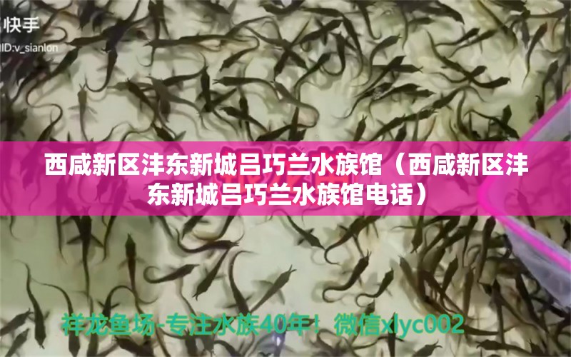 西咸新区沣东新城吕巧兰水族馆（西咸新区沣东新城吕巧兰水族馆电话）