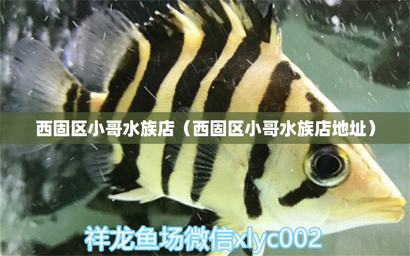 西固区小哥水族店（西固区小哥水族店地址）