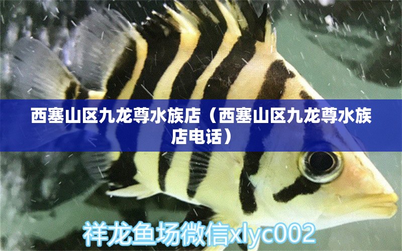 西塞山区九龙尊水族店（西塞山区九龙尊水族店电话）