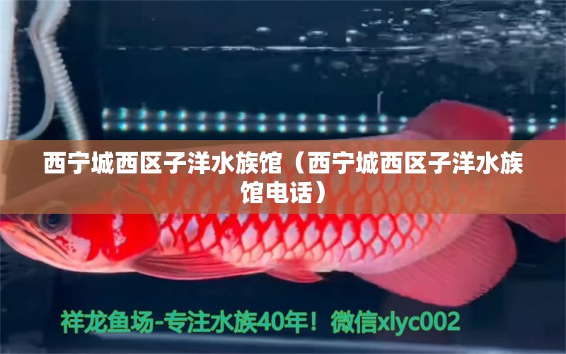 西宁城西区子洋水族馆（西宁城西区子洋水族馆电话） 全国水族馆企业名录