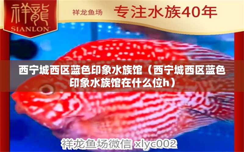 西宁城西区蓝色印象水族馆（西宁城西区蓝色印象水族馆在什么位h） 全国水族馆企业名录