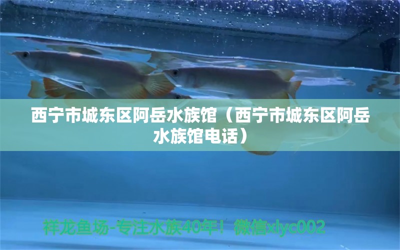 西宁市城东区阿岳水族馆（西宁市城东区阿岳水族馆电话） 全国水族馆企业名录