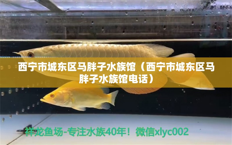 西宁市城东区马胖子水族馆（西宁市城东区马胖子水族馆电话） 全国水族馆企业名录