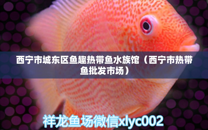 西宁市城东区鱼趣热带鱼水族馆（西宁市热带鱼批发市场）