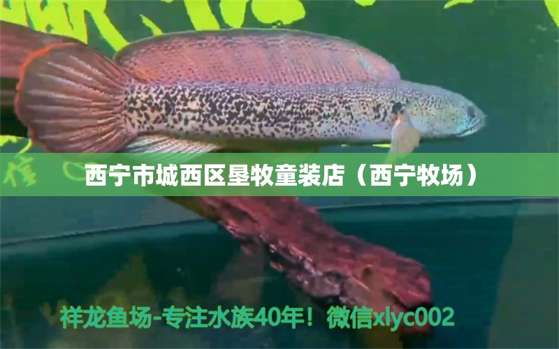 西宁市城西区垦牧童装店（西宁牧场） 全国水族馆企业名录