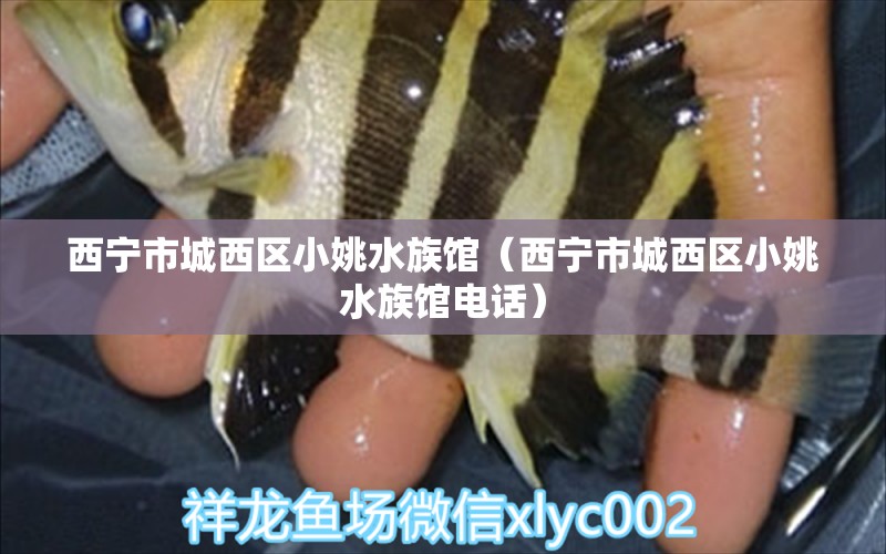 西宁市城西区小姚水族馆（西宁市城西区小姚水族馆电话）