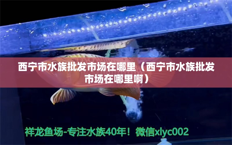 西宁市水族批发市场在哪里（西宁市水族批发市场在哪里啊）