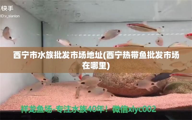 西宁市水族批发市场地址(西宁热带鱼批发市场在哪里)