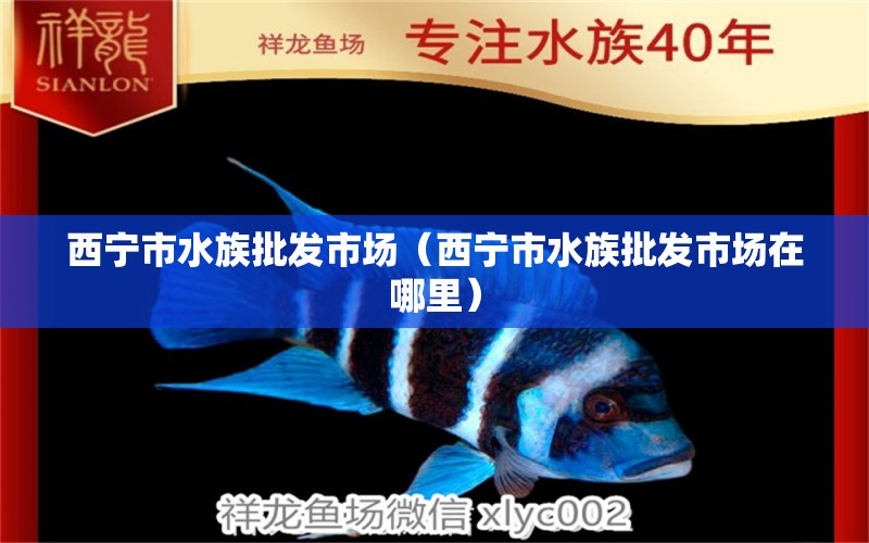 西宁市水族批发市场（西宁市水族批发市场在哪里）