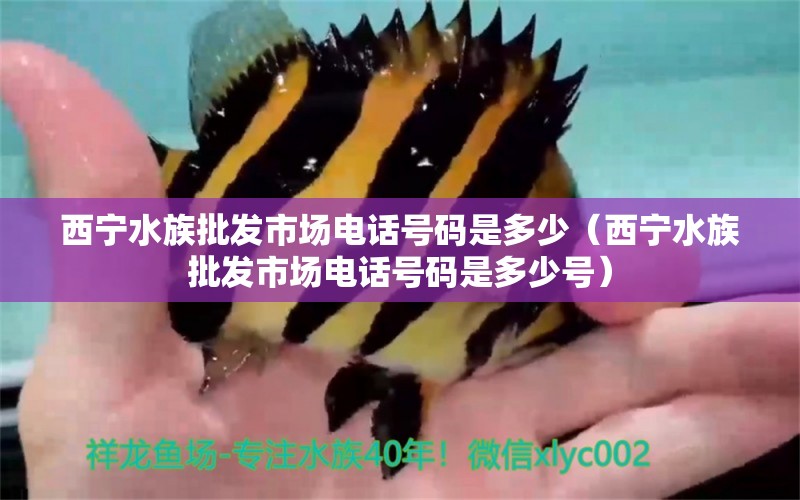 西宁水族批发市场电话号码是多少（西宁水族批发市场电话号码是多少号） 福魟魟鱼 第1张