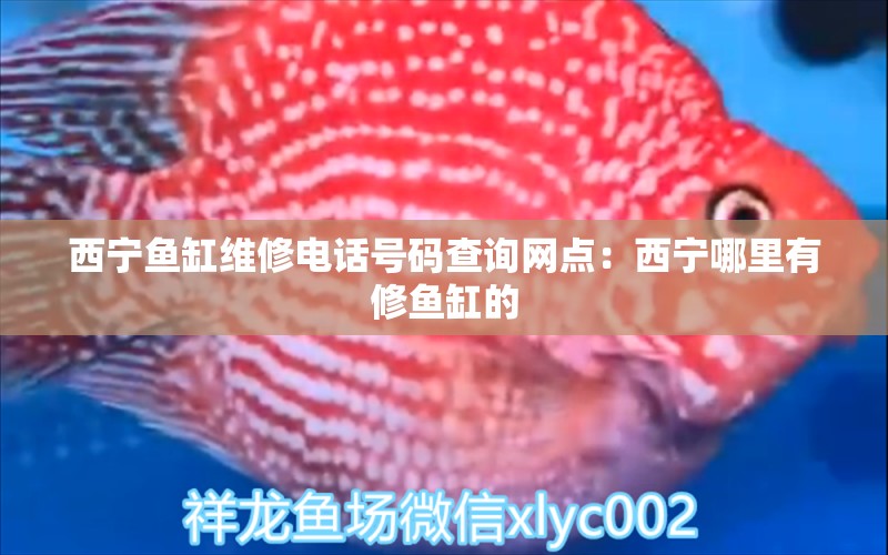 西宁鱼缸维修电话号码查询网点：西宁哪里有修鱼缸的 广州水族批发市场