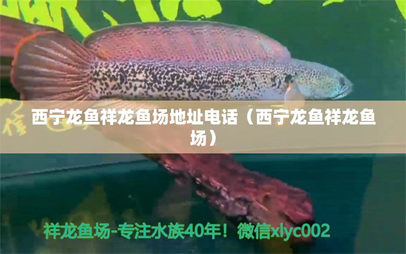 西宁龙鱼祥龙鱼场地址电话（西宁龙鱼祥龙鱼场） 水族问答 第2张