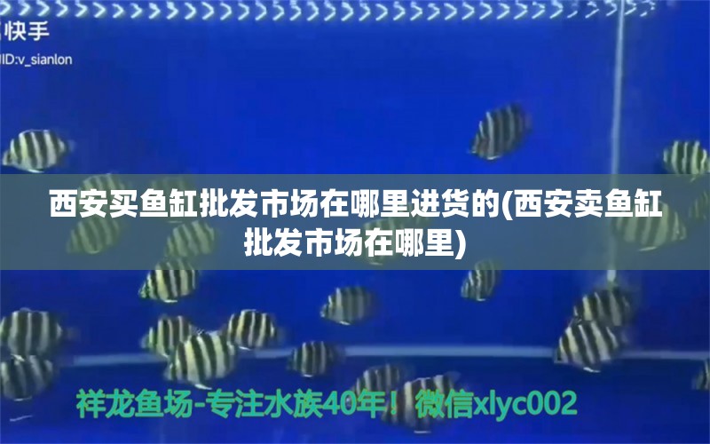 西安买鱼缸批发市场在哪里进货的(西安卖鱼缸批发市场在哪里) 朱巴利鱼 第2张