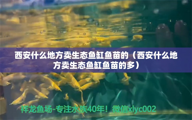 西安什么地方卖生态鱼缸鱼苗的（西安什么地方卖生态鱼缸鱼苗的多） 祥龙水族医院