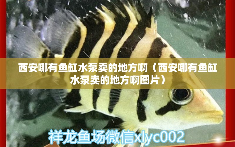 西安哪有鱼缸水泵卖的地方啊（西安哪有鱼缸水泵卖的地方啊图片）