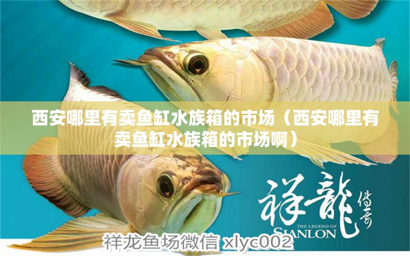 西安哪里有卖鱼缸水族箱的市场（西安哪里有卖鱼缸水族箱的市场啊） 鱼缸/水族箱