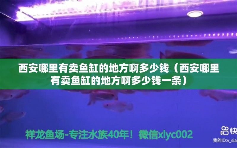 西安哪里有卖鱼缸的地方啊多少钱（西安哪里有卖鱼缸的地方啊多少钱一条）