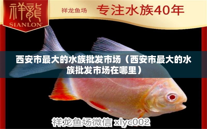 西安市最大的水族批发市场（西安市最大的水族批发市场在哪里）