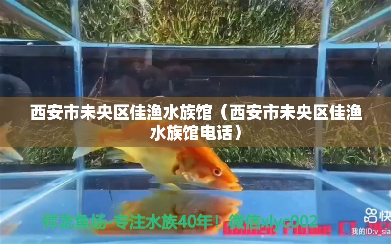 西安市未央区佳渔水族馆（西安市未央区佳渔水族馆电话）