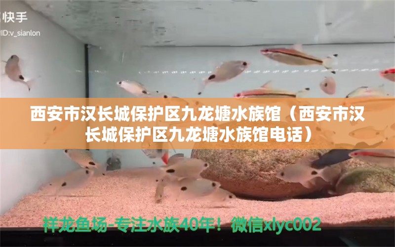 西安市汉长城保护区九龙塘水族馆（西安市汉长城保护区九龙塘水族馆电话） 全国水族馆企业名录