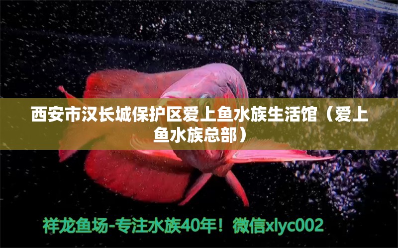 西安市汉长城保护区爱上鱼水族生活馆（爱上鱼水族总部） 全国水族馆企业名录