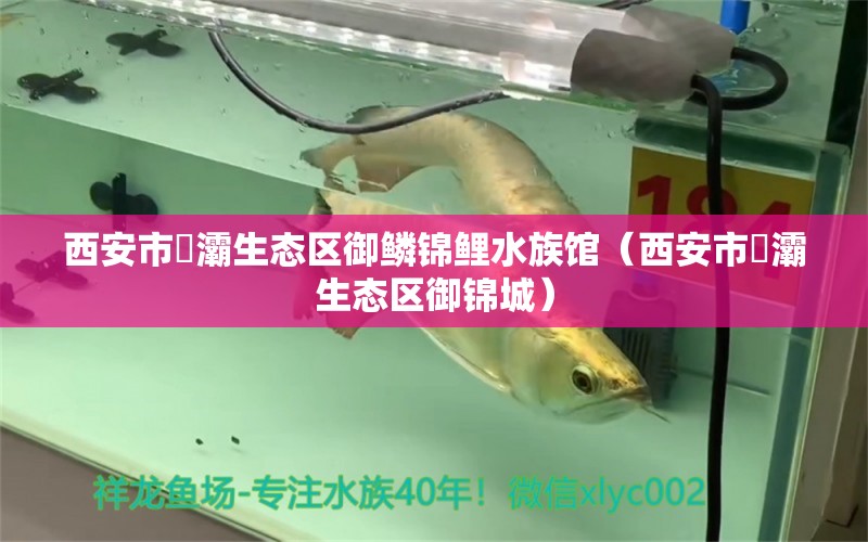 西安市浐灞生态区御鳞锦鲤水族馆（西安市浐灞生态区御锦城）