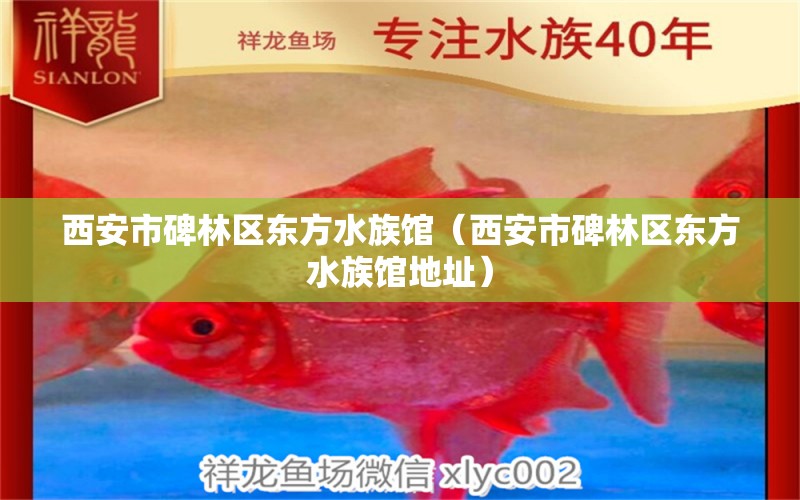 西安市碑林区东方水族馆（西安市碑林区东方水族馆地址） 全国水族馆企业名录