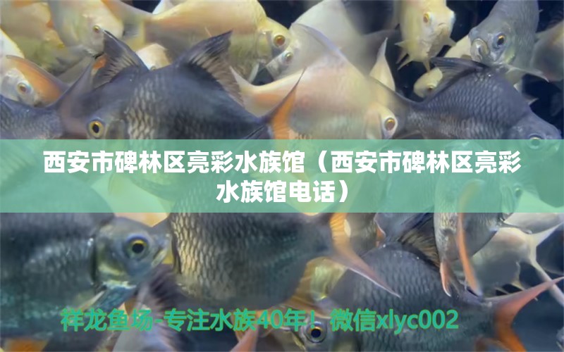 西安市碑林区亮彩水族馆（西安市碑林区亮彩水族馆电话）