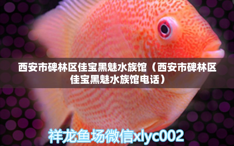 西安市碑林区佳宝黑魅水族馆（西安市碑林区佳宝黑魅水族馆电话）