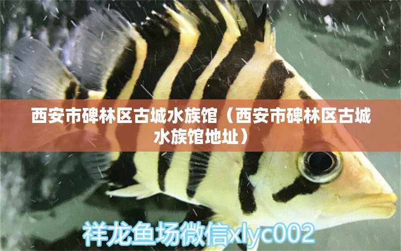 西安市碑林区古城水族馆（西安市碑林区古城水族馆地址）