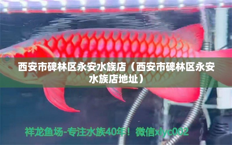 西安市碑林区永安水族店（西安市碑林区永安水族店地址）