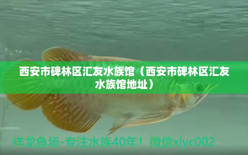 西安市碑林区汇友水族馆（西安市碑林区汇友水族馆地址）