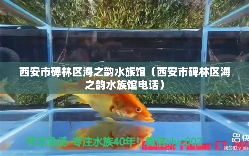 西安市碑林区海之韵水族馆（西安市碑林区海之韵水族馆电话）