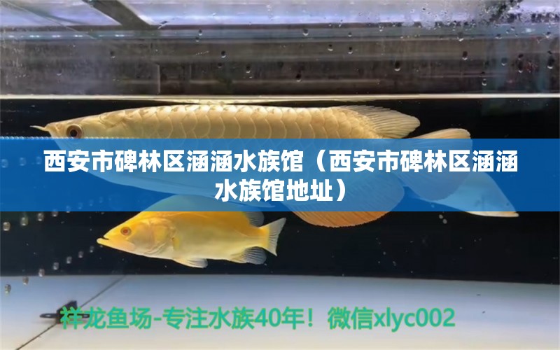 西安市碑林区涵涵水族馆（西安市碑林区涵涵水族馆地址）