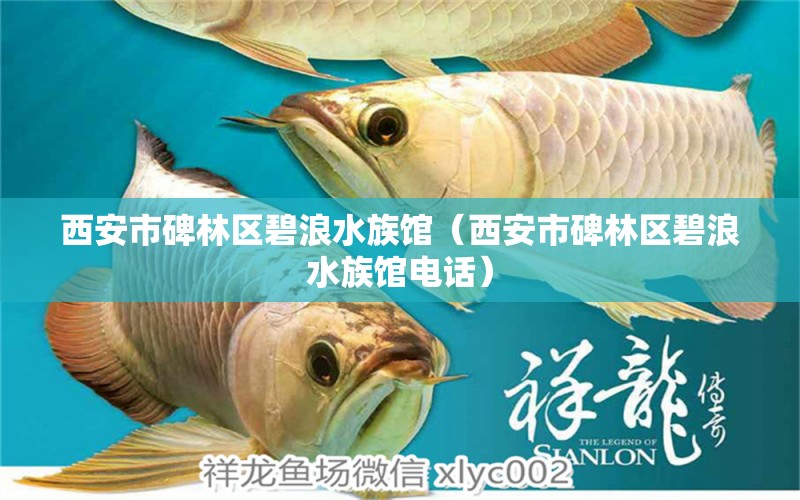 西安市碑林区碧浪水族馆（西安市碑林区碧浪水族馆电话）