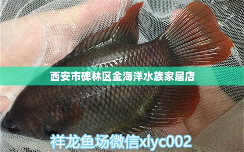 西安市碑林区金海洋水族家居店