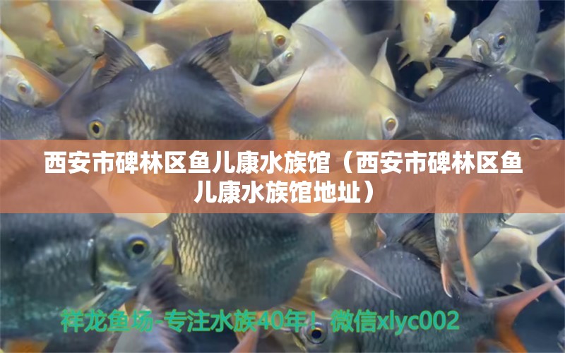 西安市碑林区鱼儿康水族馆（西安市碑林区鱼儿康水族馆地址）