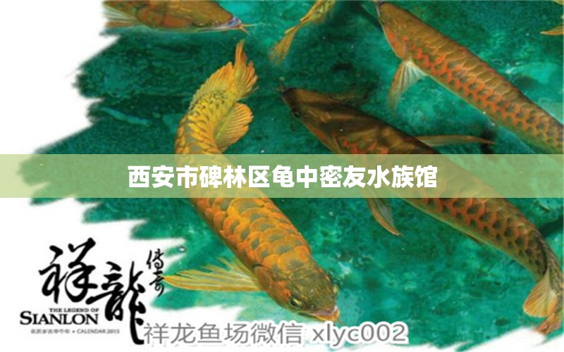 西安市碑林区龟中密友水族馆