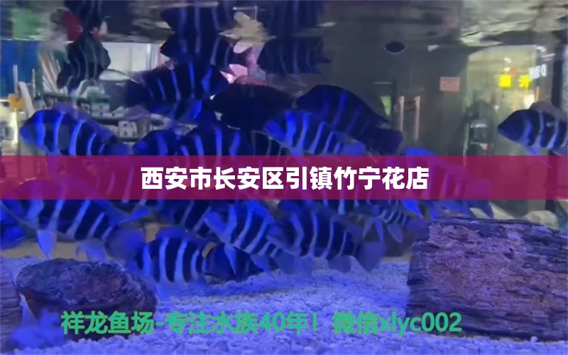 西安市长安区引镇竹宁花店 全国水族馆企业名录 第1张