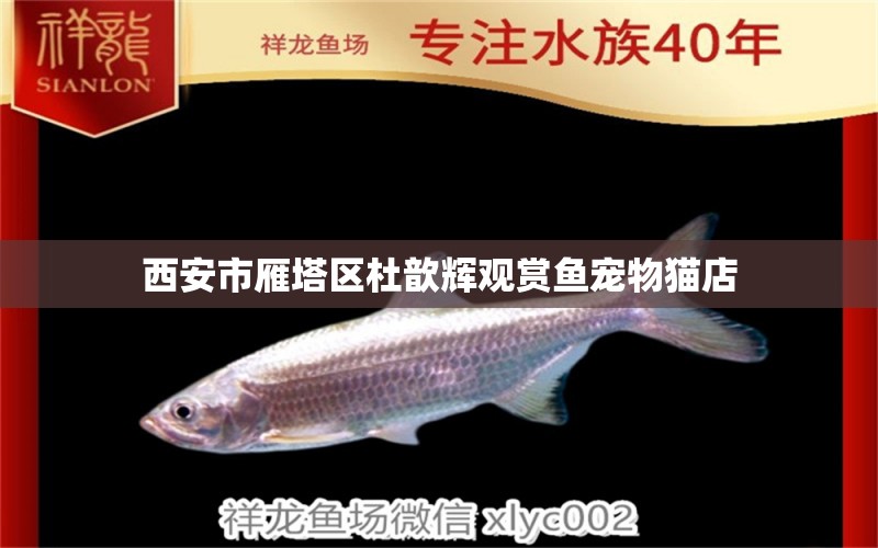 西安市雁塔区杜歆辉观赏鱼宠物猫店 全国水族馆企业名录