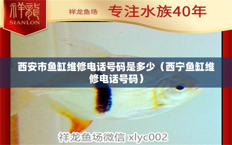 西安市鱼缸维修电话号码是多少（西宁鱼缸维修电话号码） 水族主题相关