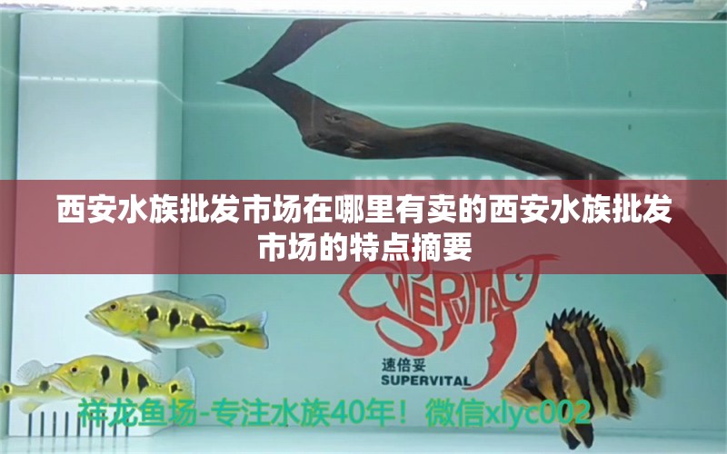 西安水族批发市场在哪里有卖的西安水族批发市场的特点摘要