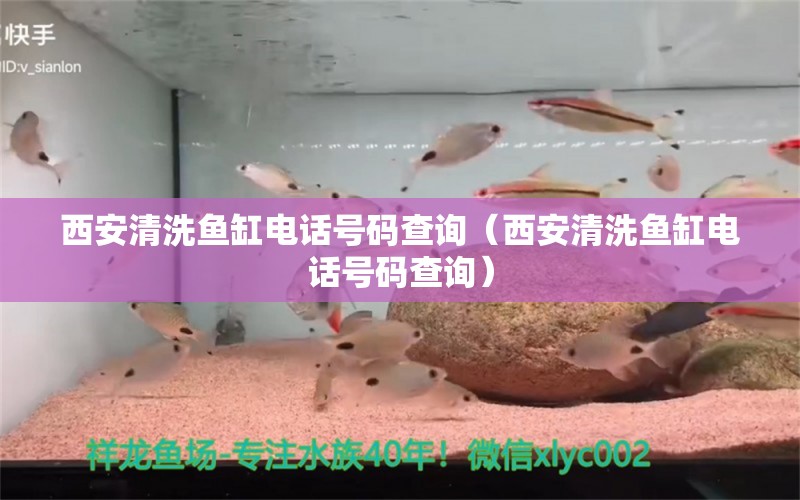 西安清洗鱼缸电话号码查询（西安清洗鱼缸电话号码查询） 柠檬鲫