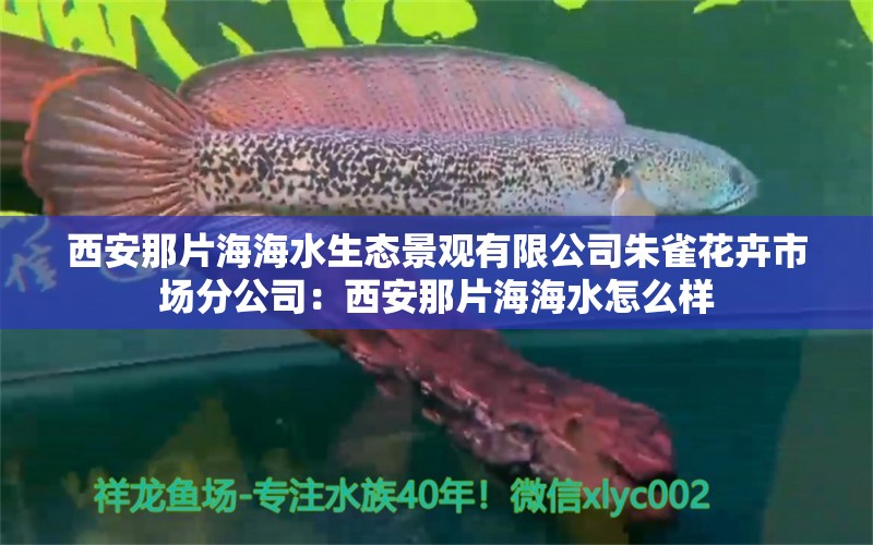 西安那片海海水生态景观有限公司朱雀花卉市场分公司：西安那片海海水怎么样 全国水族馆企业名录