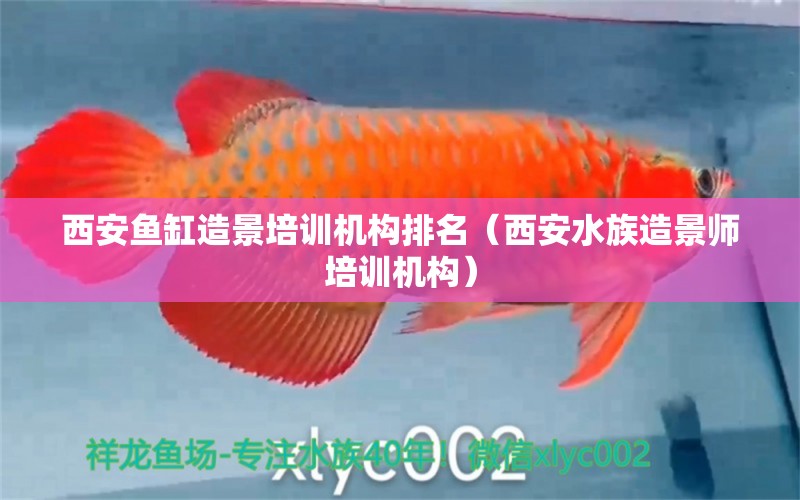 西安鱼缸造景培训机构排名（西安水族造景师培训机构） 白子银龙鱼苗