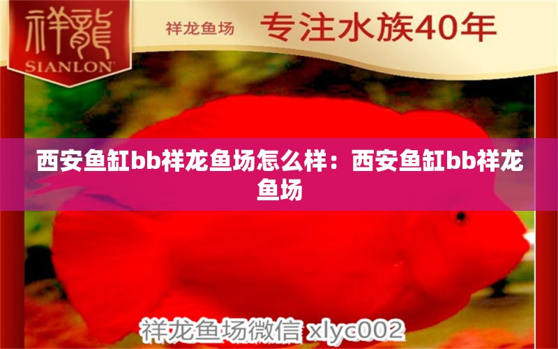 西安鱼缸bb祥龙鱼场怎么样：西安鱼缸bb祥龙鱼场 龙鱼百科 第1张